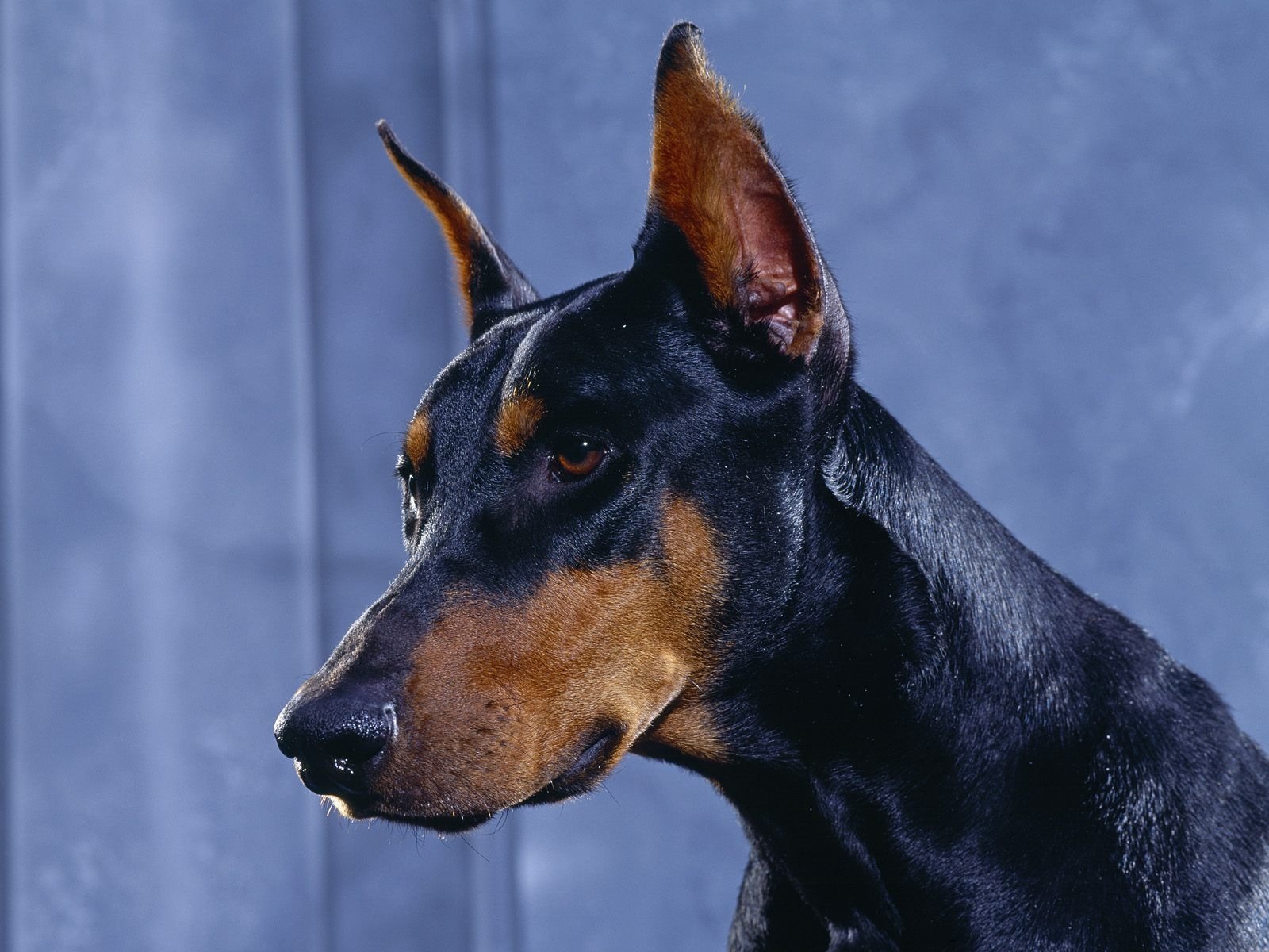 doberman cani