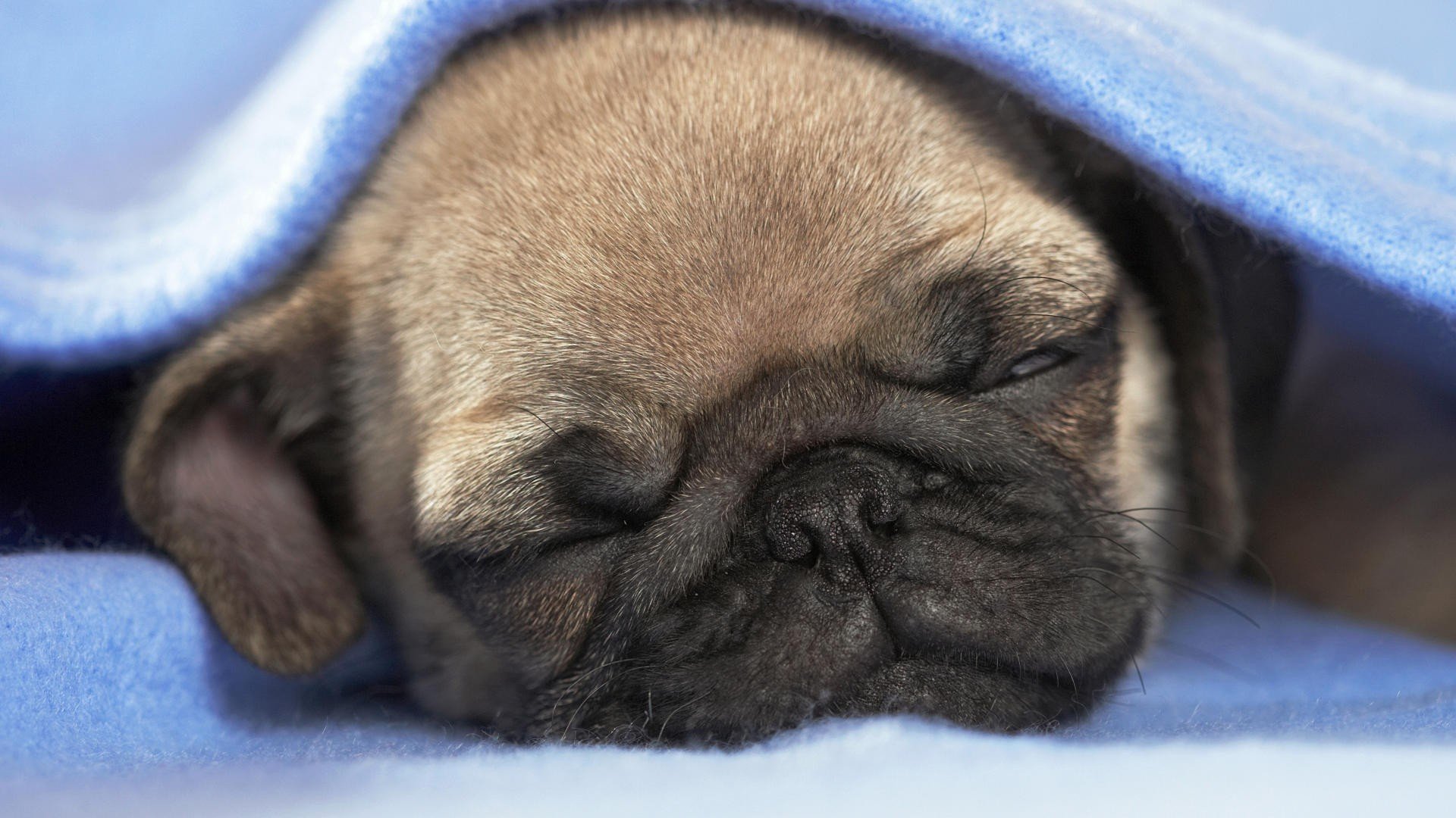 perro cachorro manta sueño