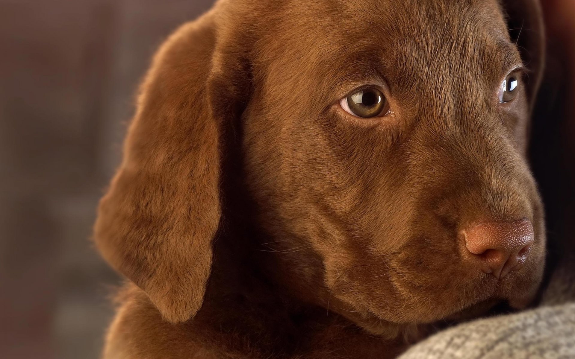 chiot chien labrador chocolat