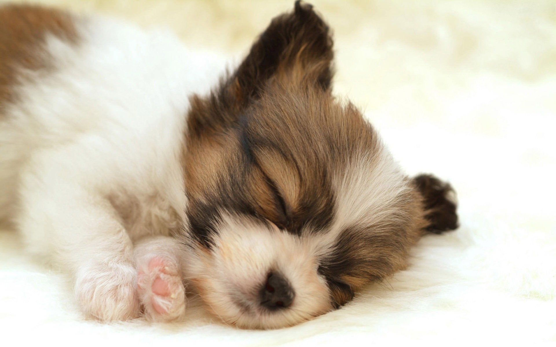 dog sleeping white