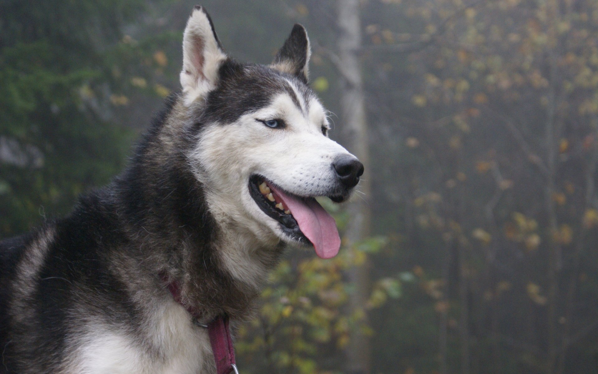 husky sibérien chien langue