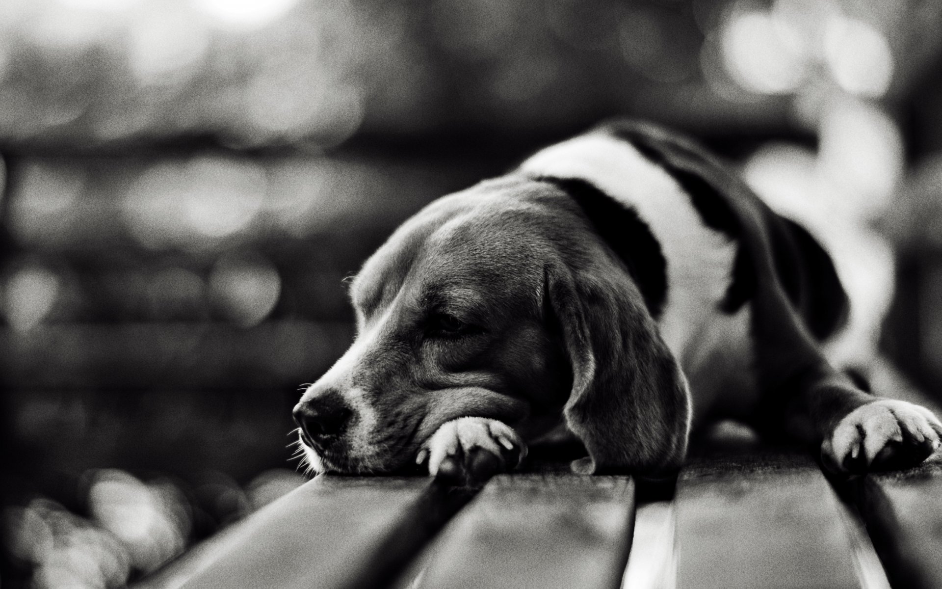 dog other sadness snout bow is bench photo black white images background wallpaper wallpaper