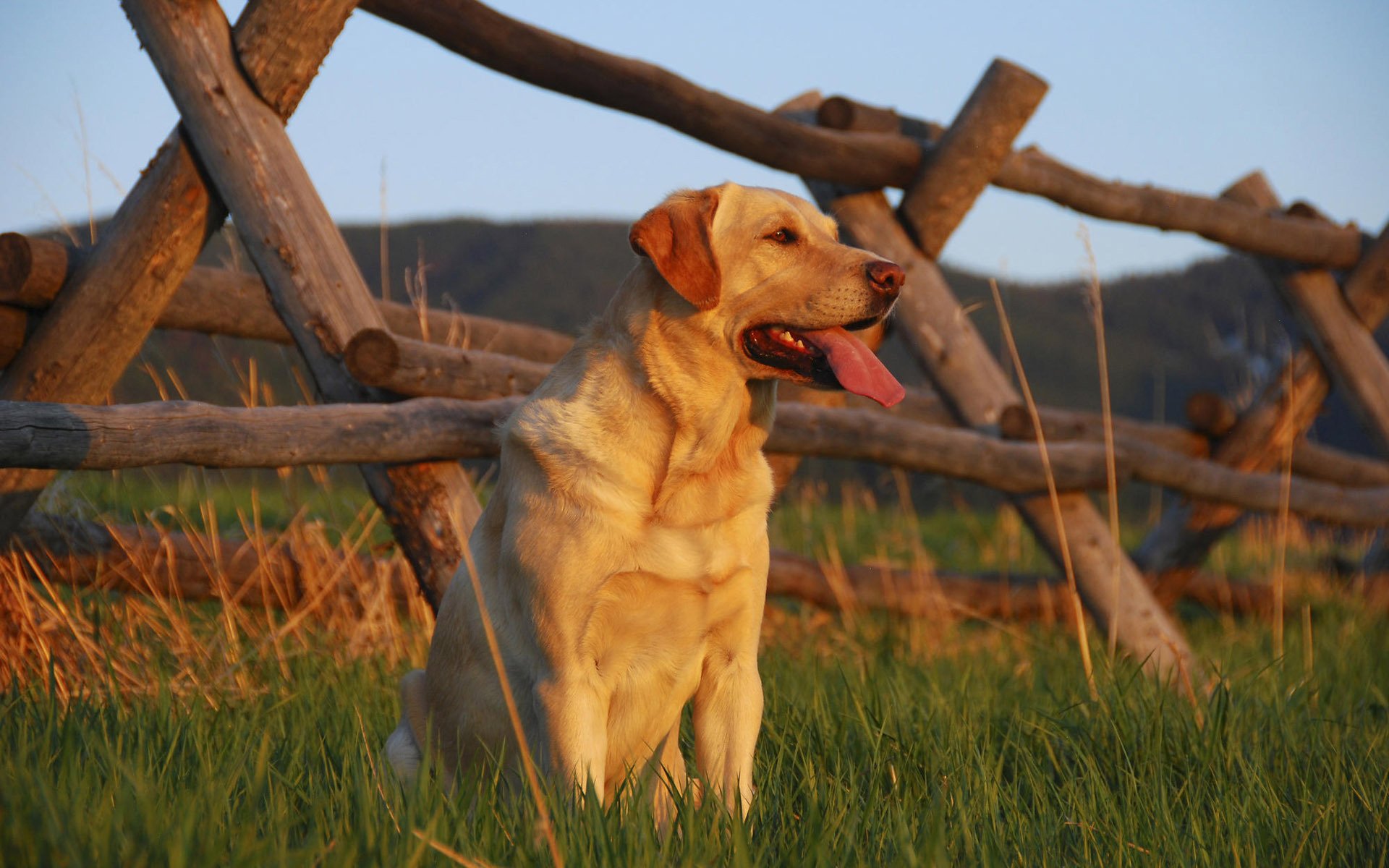 dog dog field fence grass view