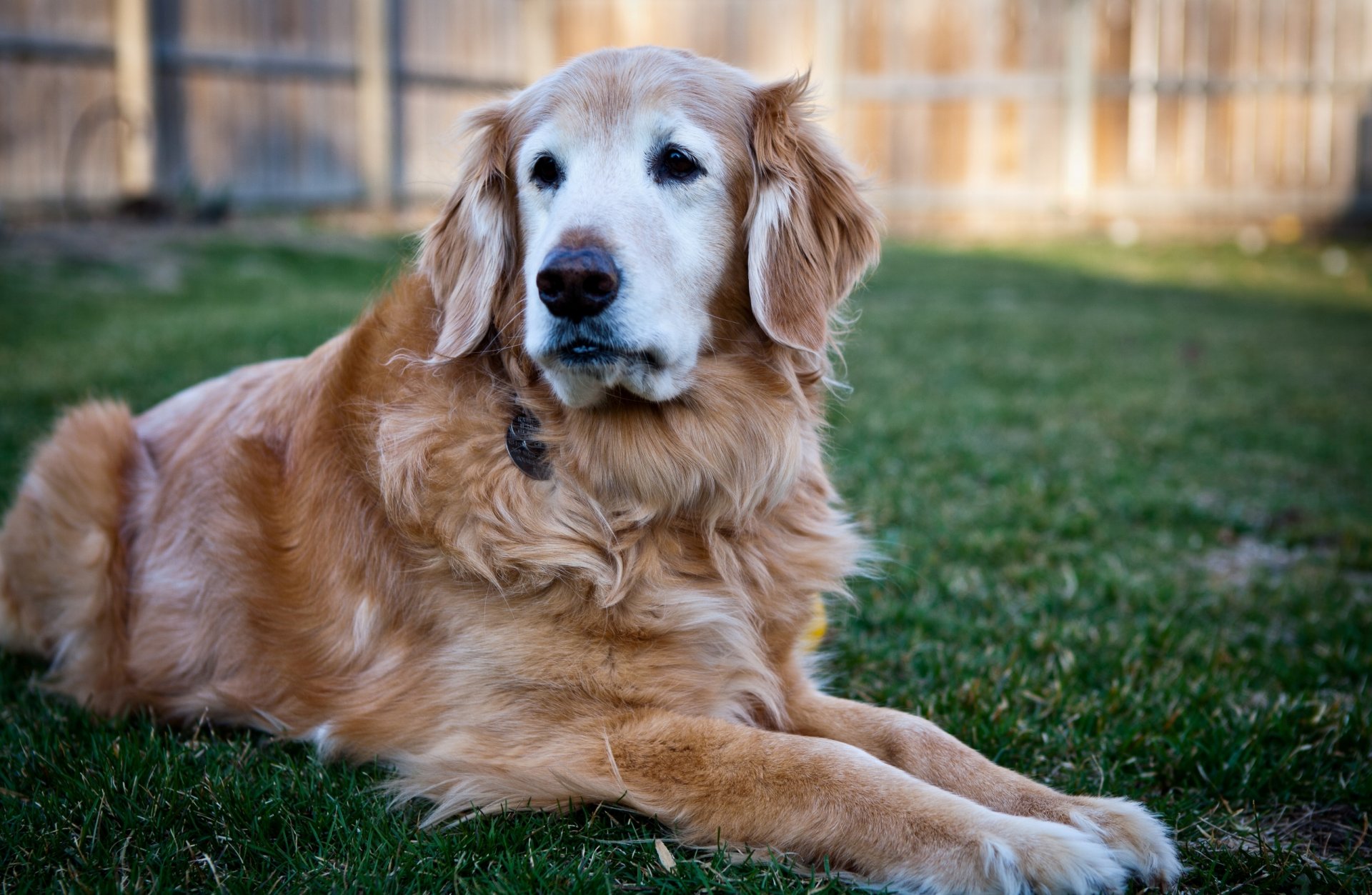 pies pies przyjaciel rasa labrador retriever złoty kolor sympatyczny