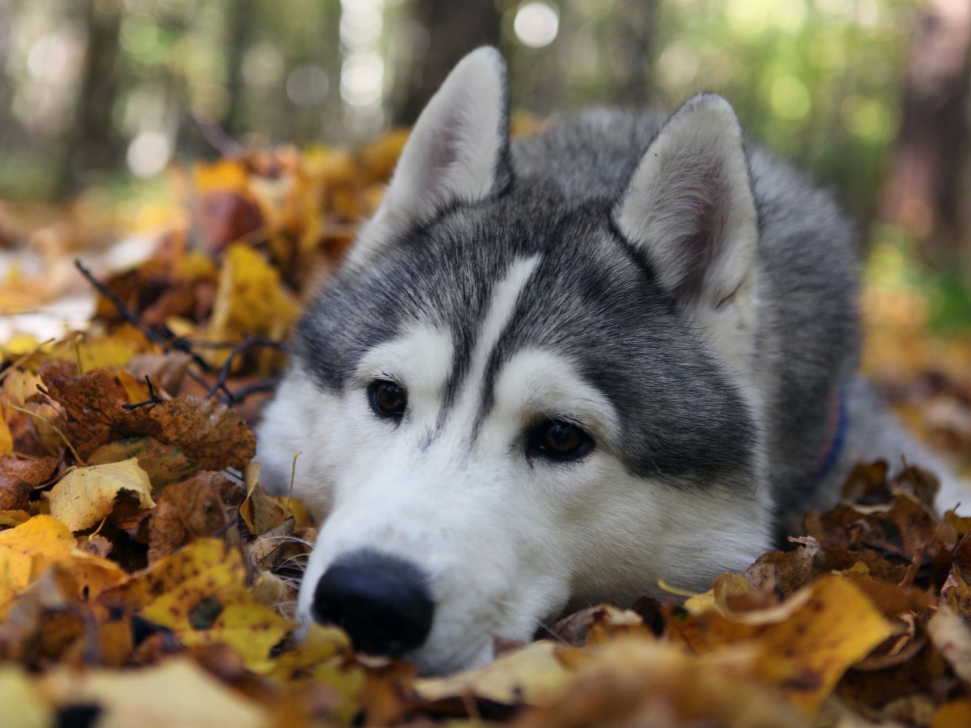 perro raza husky triste. ojos hojas naturaleza otoño bosque