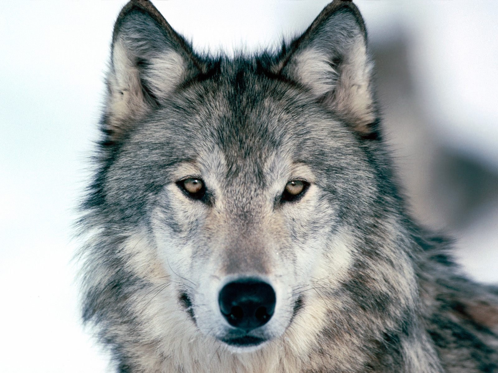 look into my eyes winter wolf