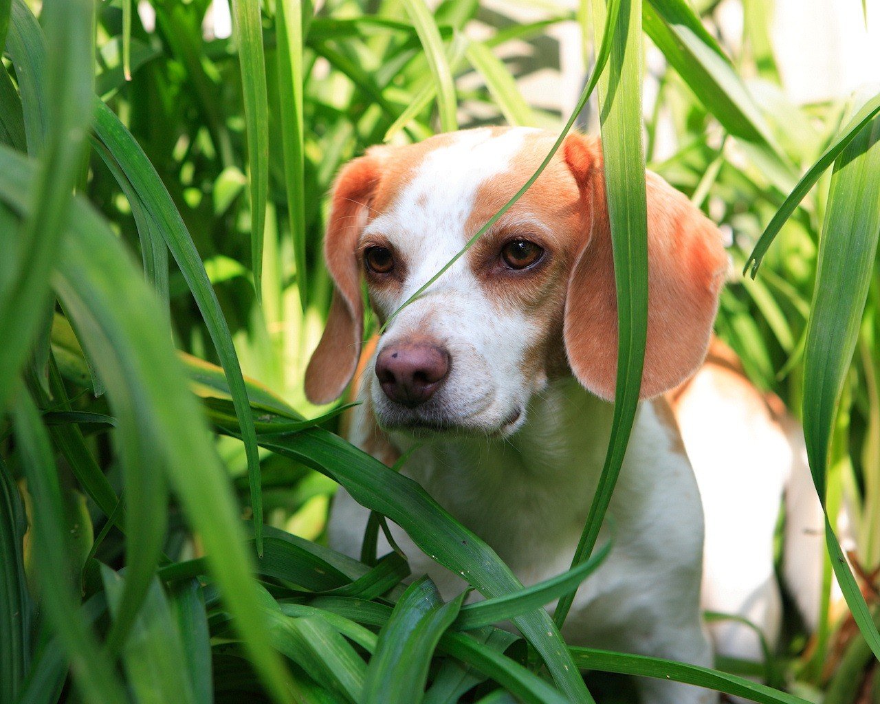 herbe vert chiot