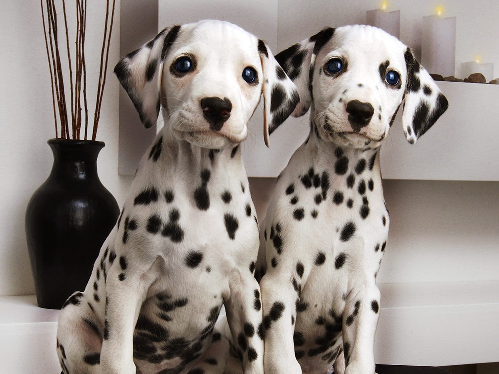 dalmatiens couple vase