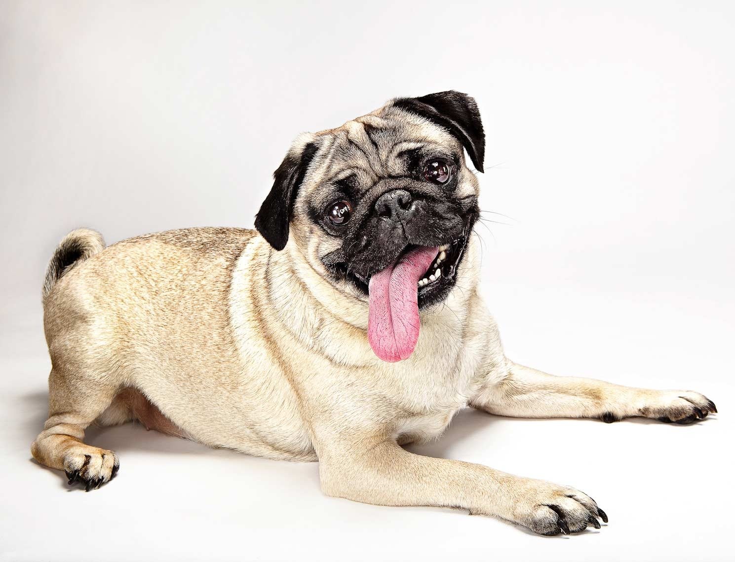 dog pug english