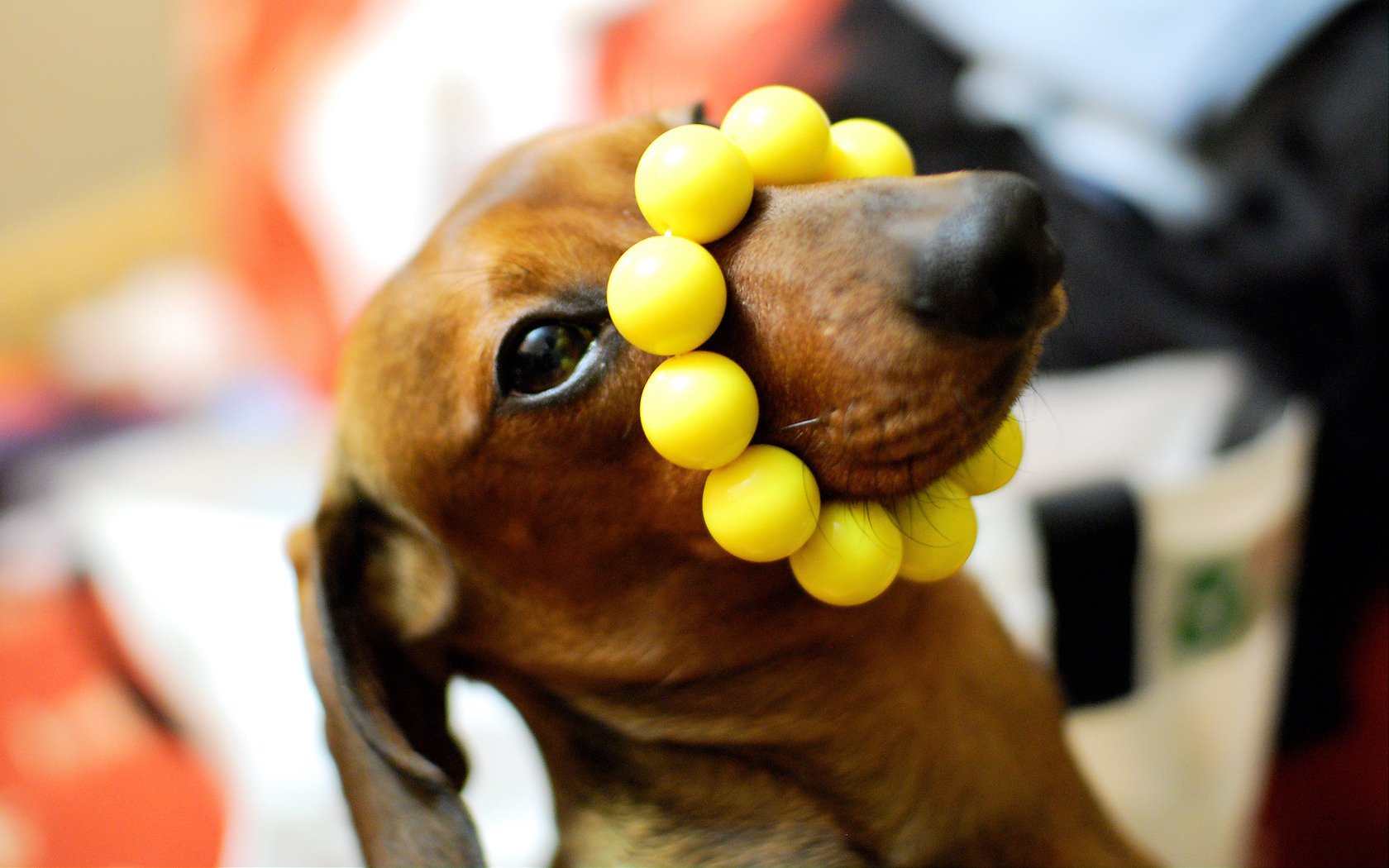 gros plan chien teckel perles jaunes sur le nez