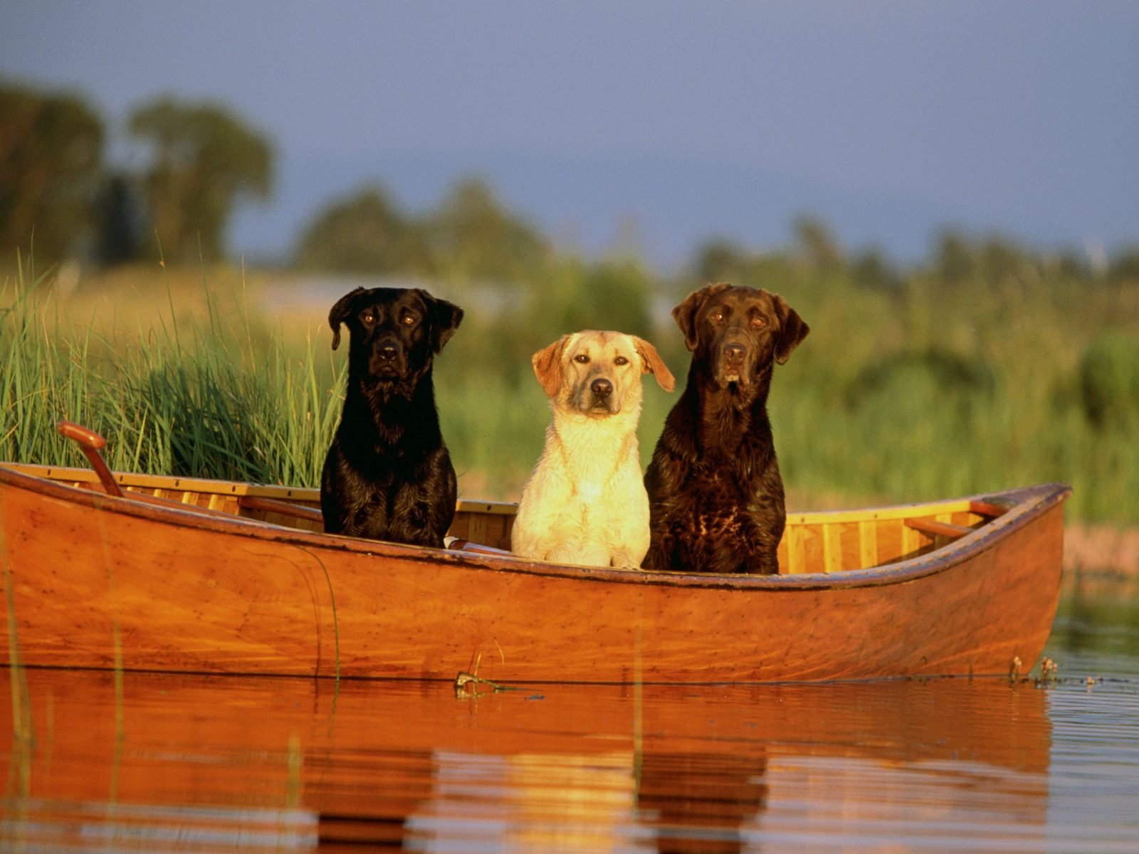 labradory łódź rzeka przyjaciele