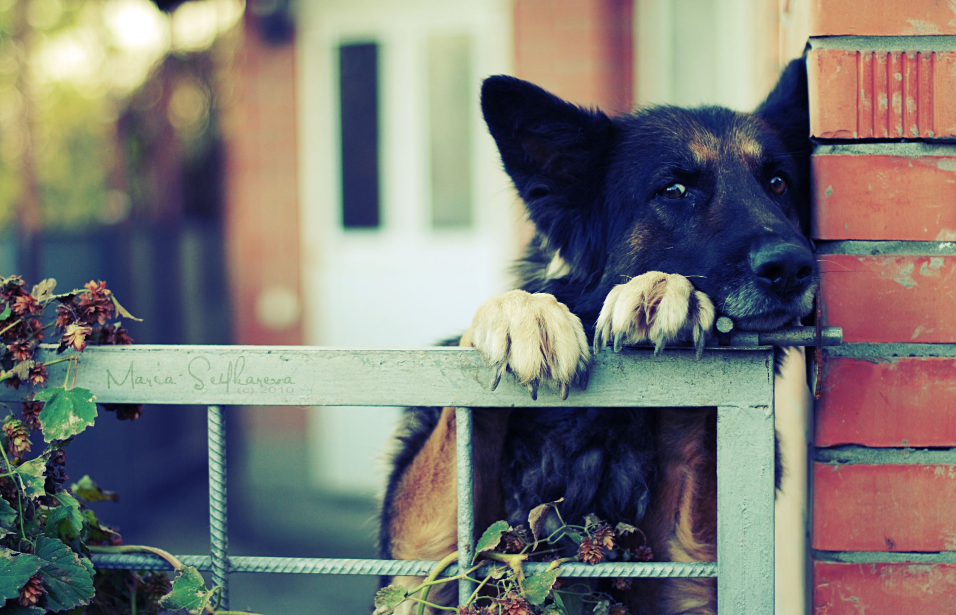 deutscher schäferhund krallen zaun zaun