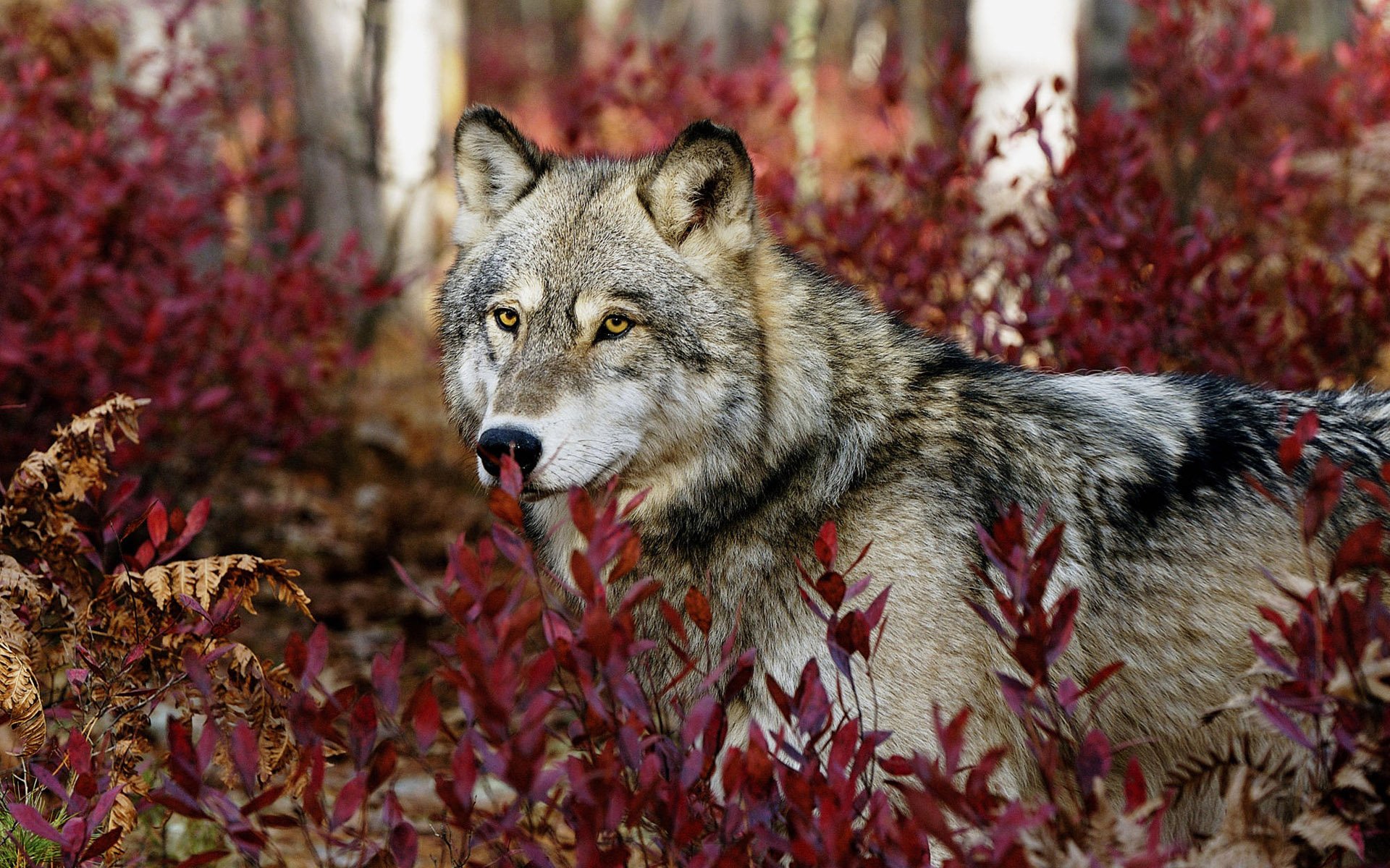 loup vue plantes feuilles