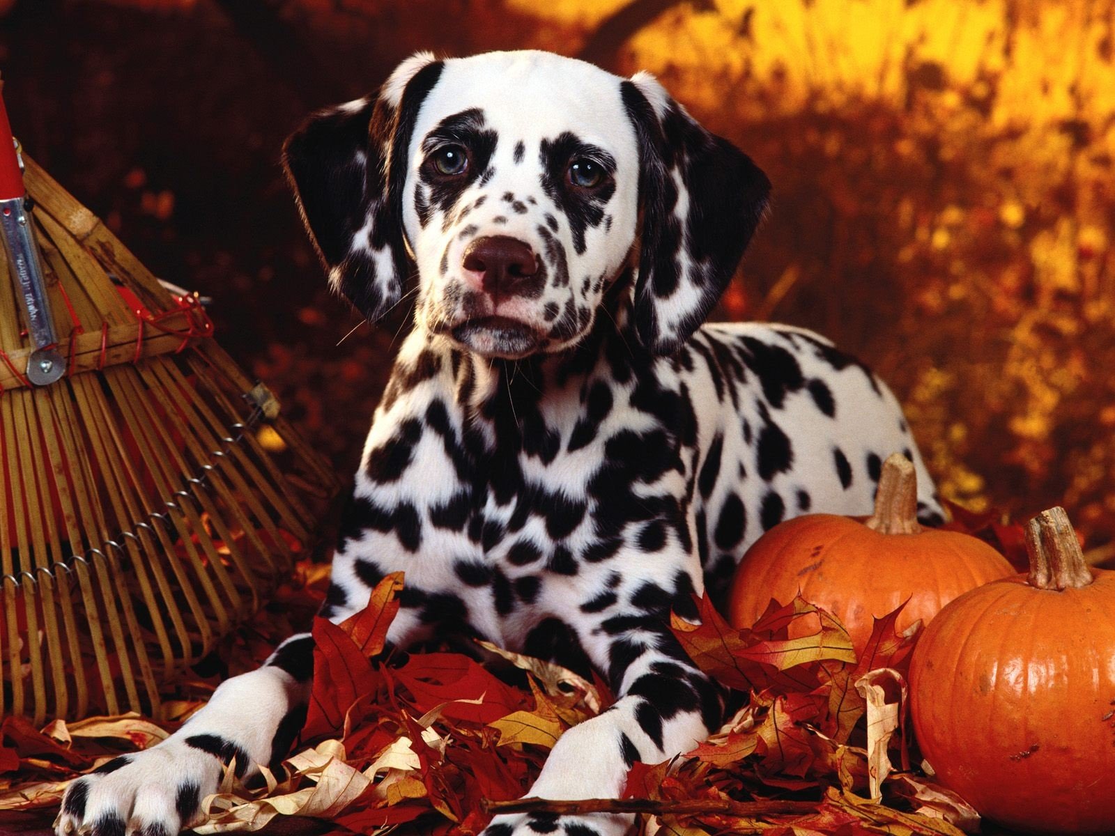 dalmatians autumn pumpkin