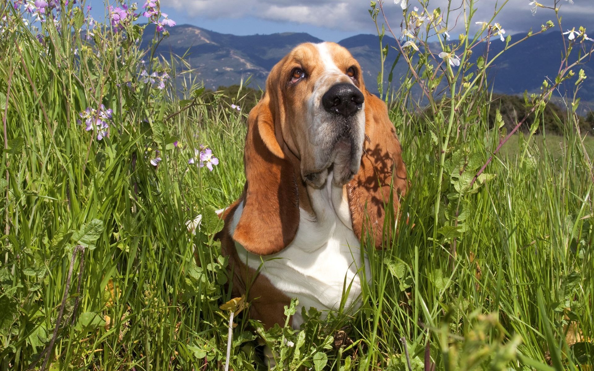 basset gras blumen