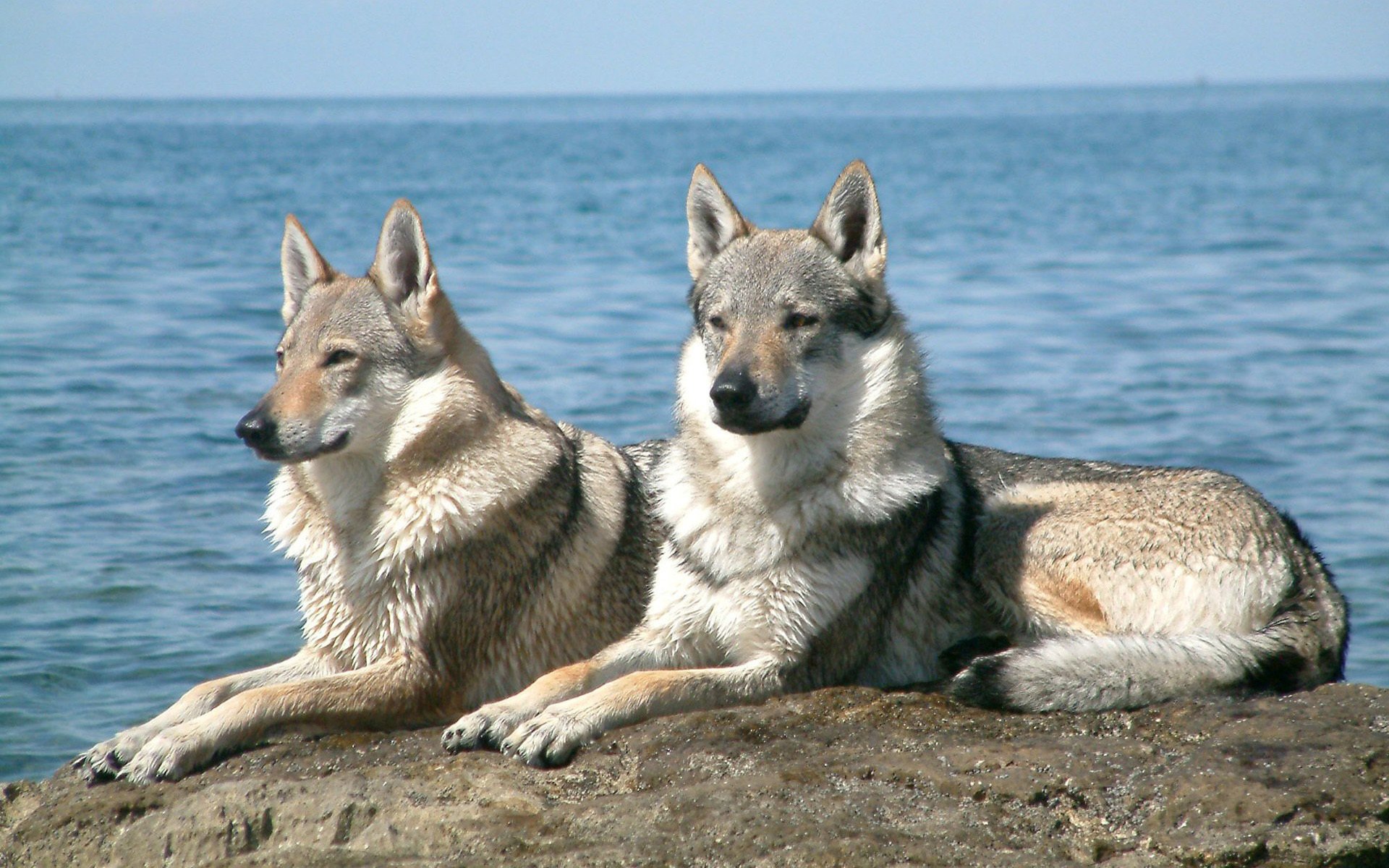 loups gris couché sur la pierre l eau