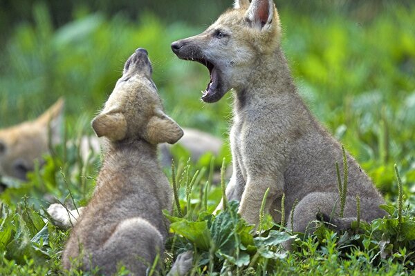 A lot of little cubs are playing in the grass