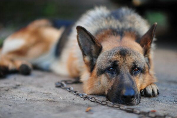 Cane da pastore triste sulla catena. Occhi tristi