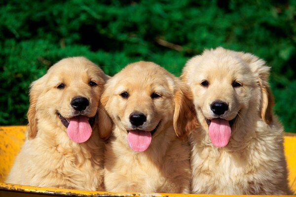 Three cheerful puppies are sitting in a boat