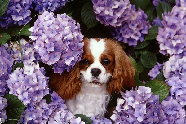 Petit chien en lilas