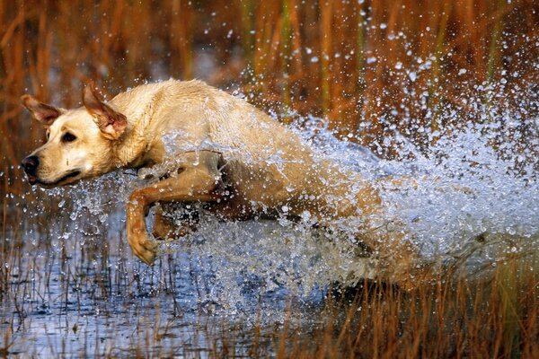 Cane bianco che salta nel fiume