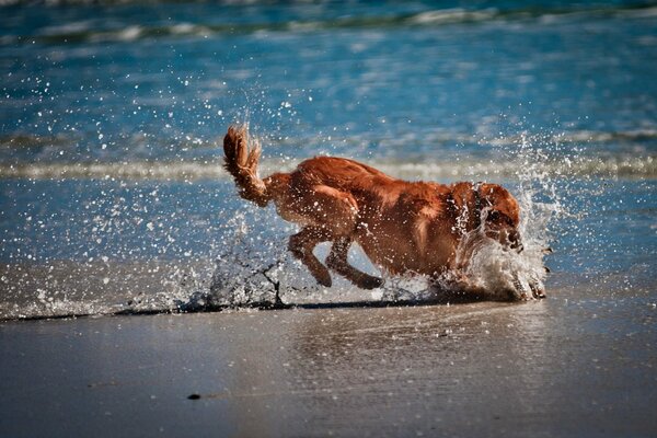 Радостная собака играет на берегу моря