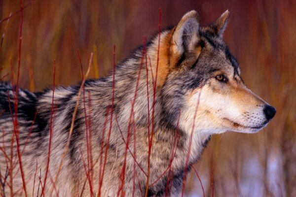 Loup concentré dans l herbe rouge