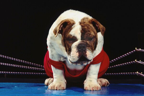 Pequeño perro boxeador en el Ring