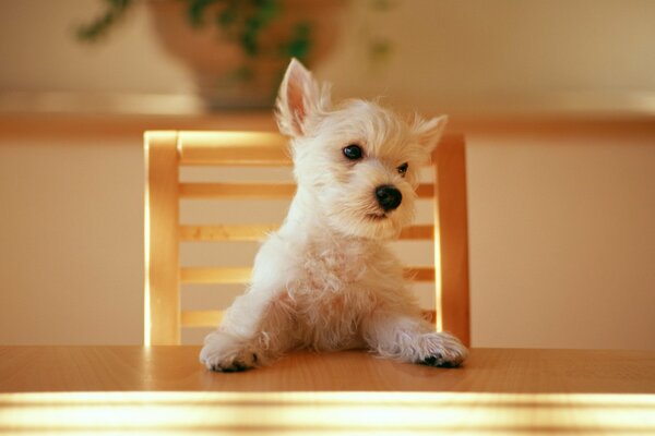 The puppy is sitting on a chair at the table