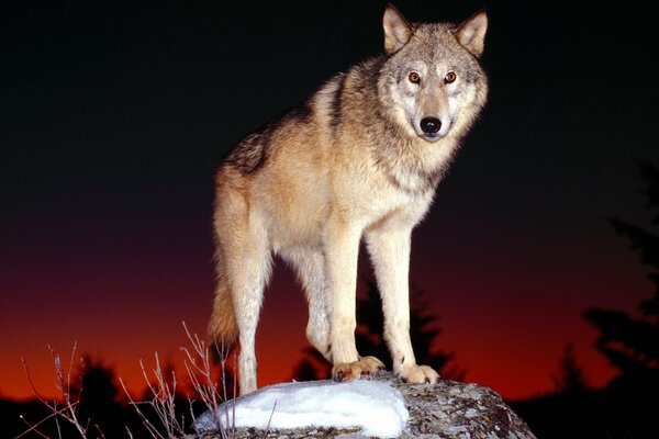 Der Wolf steht auf einem Stein vor dem Hintergrund des roten Himmels