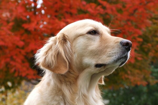 Beige dog on the background of autumn red trees