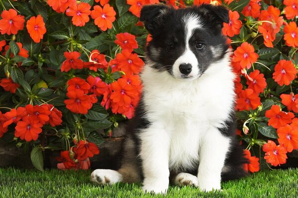 Black and white dog surrounded by red flowers