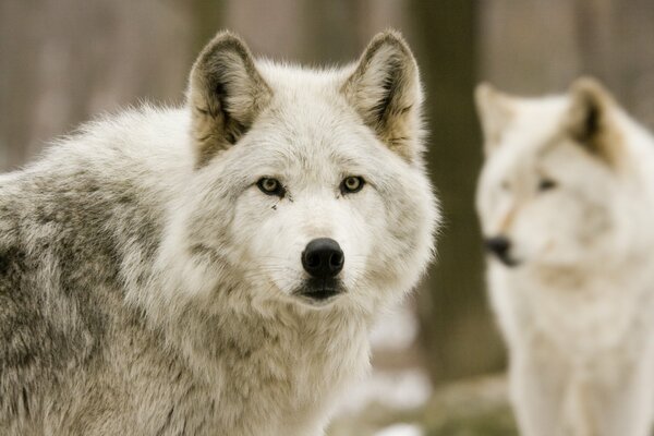 A wolf in natural conditions looks forward