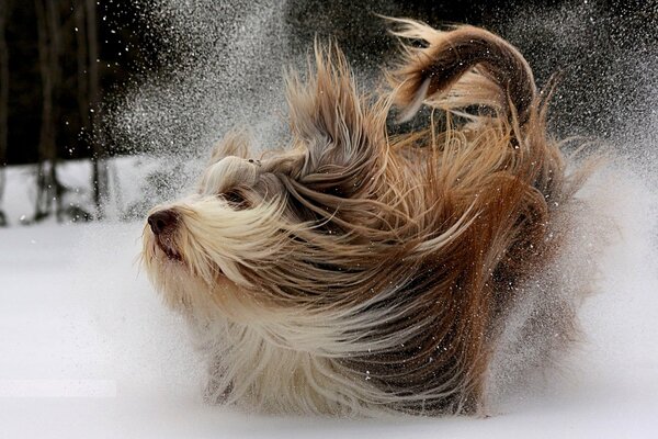 A dog on a winter walk is covered in snow