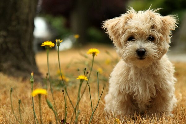 Chiot bolonki sur le terrain avec des pissenlits