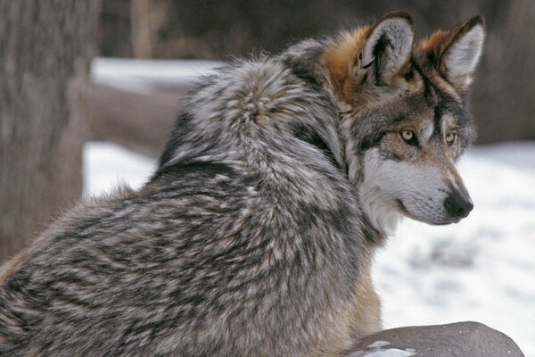 Wolf ruht sich nach schwerer Jagd aus