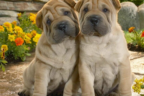 Dos perros lindos en un fondo de flores