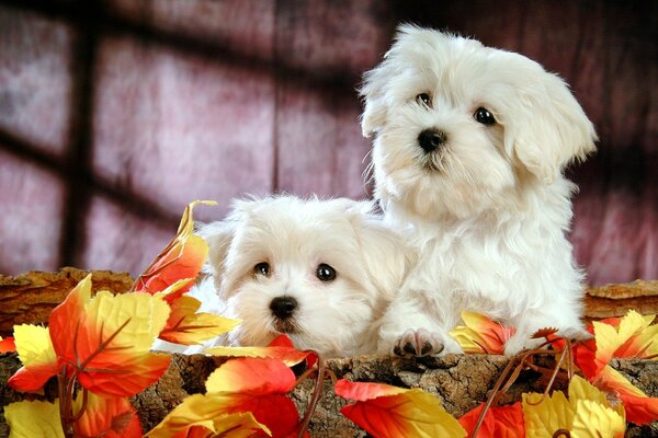 Cute puppies at an autumn photo shoot