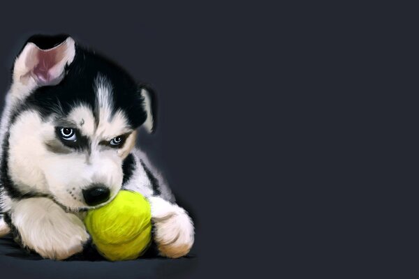 Husky puppy guards the ball