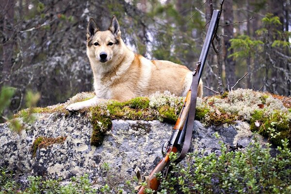 Dog and gun hunting in the forest