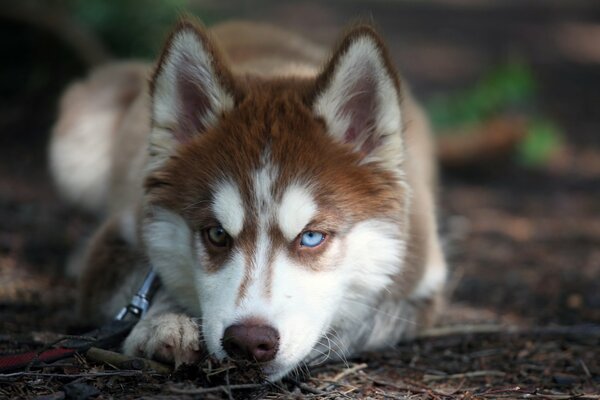 Tajemniczy wygląd Husky o innym kolorze oczu