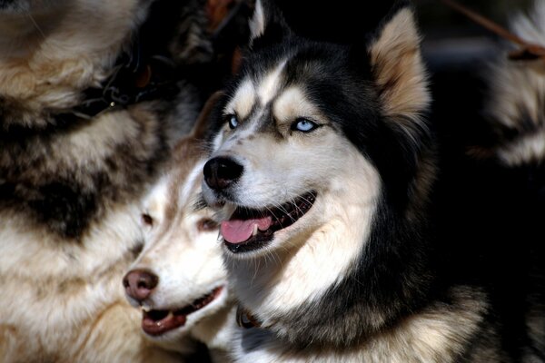 Un branco di husky dagli occhi azzurri che guardano in lontananza