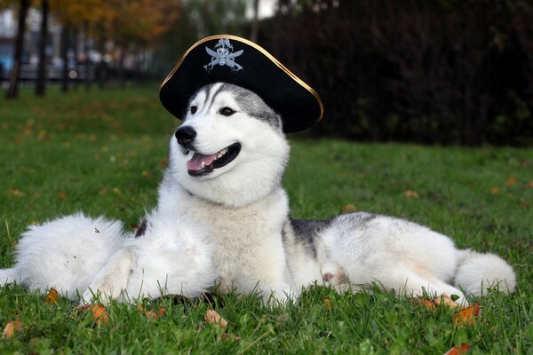 Ein Husky mit Piratenhut liegt auf dem Rasen