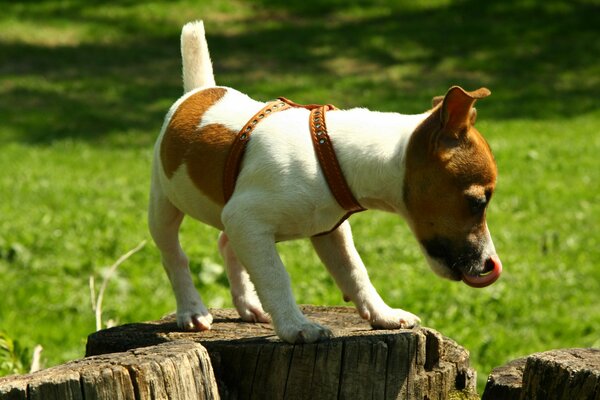 Jack russell springt über den Baumstumpf