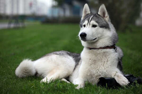 Huskies ruhen sich nach einem Spaziergang auf dem Rasen aus