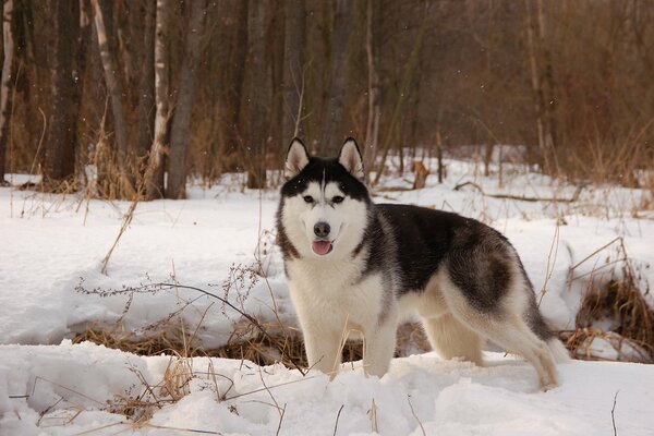 Pies husky stoi w śniegu