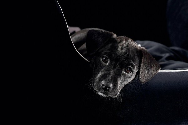 Black dog on a black background