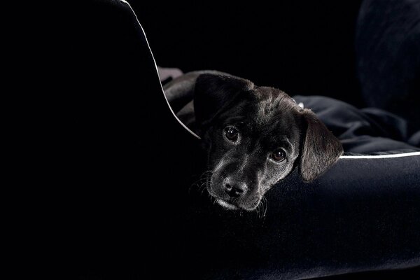 Beau chiot noir regarde vers l avant