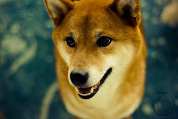 Imagen del perro Shiba Inu