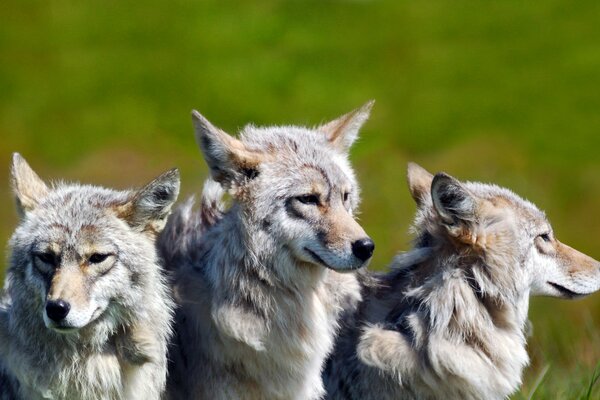 Hermanos lobos en el parque nacional